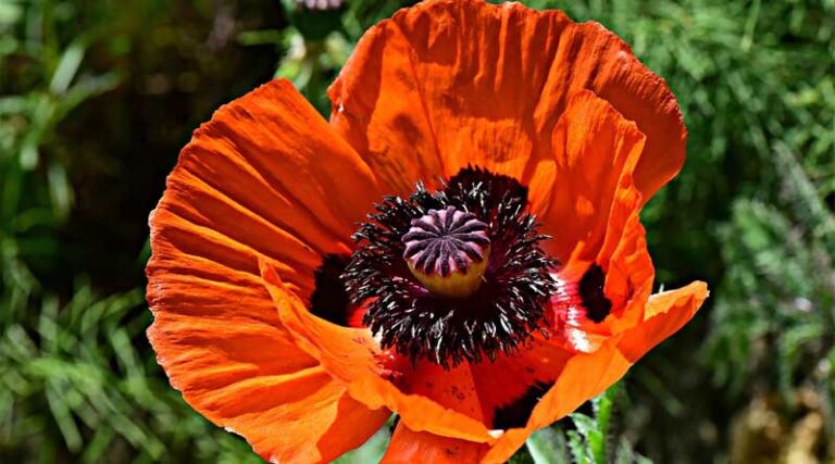 Calendar of activities related to the production of licensed opium