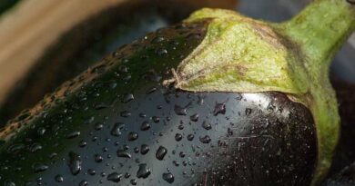 Brinjal Variety