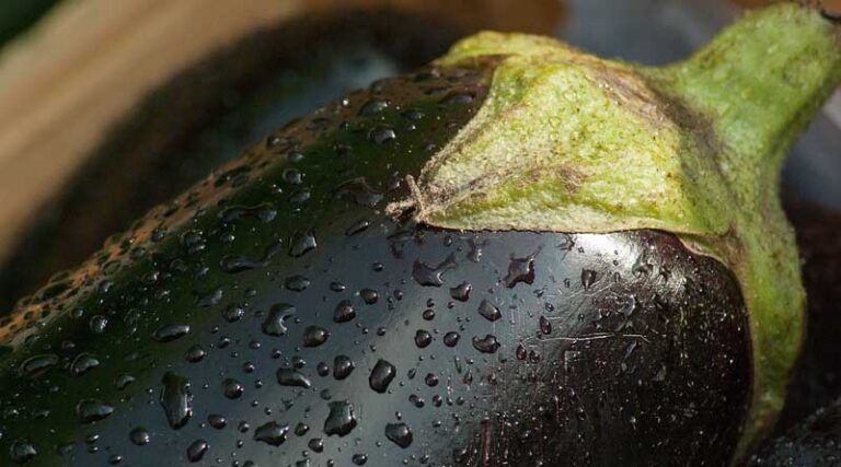 Brinjal Variety