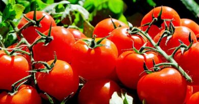 Tomato Variety