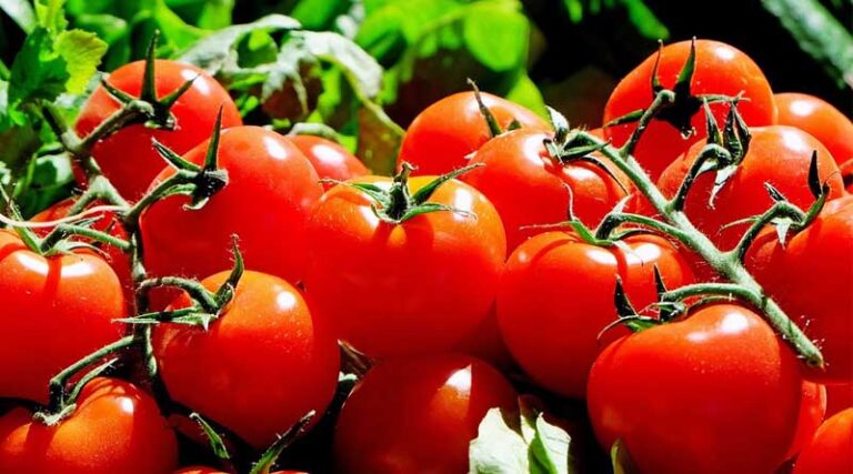 Tomato Variety