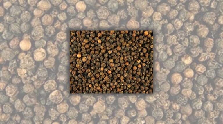 Pepper industry takes advantage of opportunities to the UK market