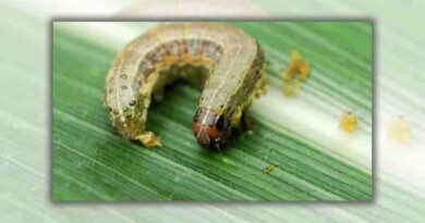 Gisborne grower wages a war against fall armyworm