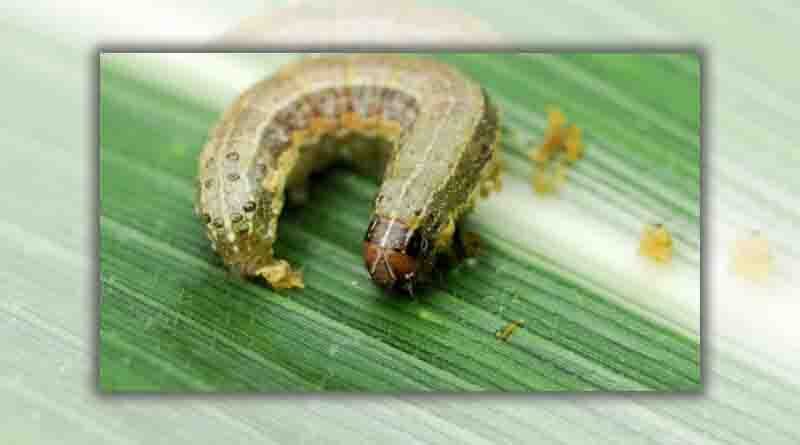 Gisborne grower wages a war against fall armyworm