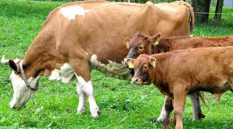 New project Re-Livestock was launched