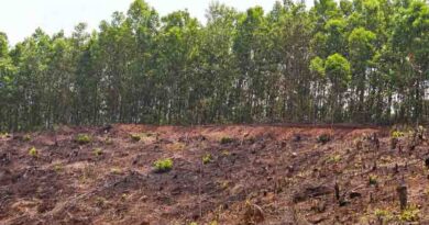 How sustainable forest management can enhance the world’s biodiversity