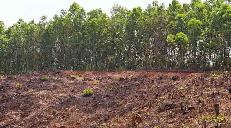 How sustainable forest management can enhance the world’s biodiversity