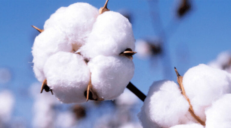 COTTON USA™ Celebrates U.S. Cotton's Value and Impact on World Cotton Day COTTON USA™ Celebrates U.S. Cotton’s Value and Impact on World Cotton Day
