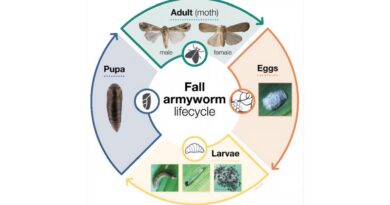 Managing the plant pest fall armyworm