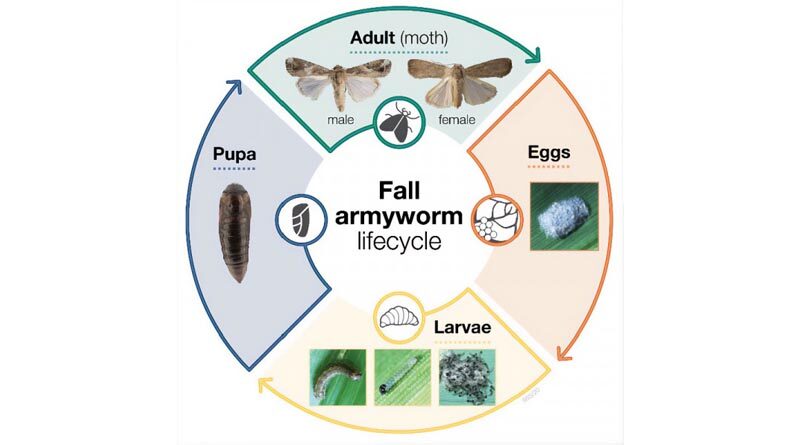 Managing the plant pest fall armyworm