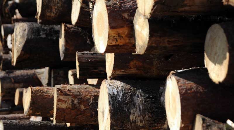 Sustainable forestry: FAO releases reports on deforestation, livestock grazing and farmer field schools