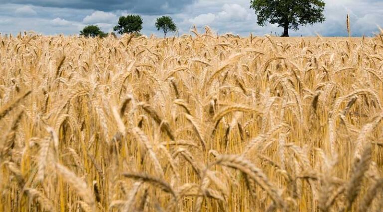 Recommended Wheat Varieties for Rabi Season for Farmers of Madhya Pradesh