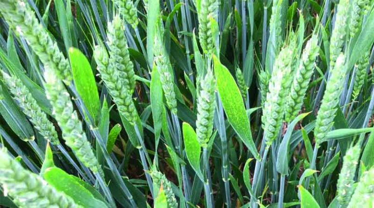 The true value of proven varieties on farm