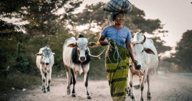 Human - Animal Interactions journal joins CABI’s publishing portfolio
