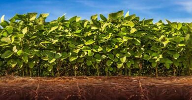 BASF announces partnership with NaanDanJain