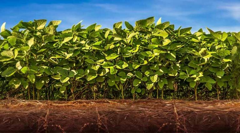 BASF announces partnership with NaanDanJain