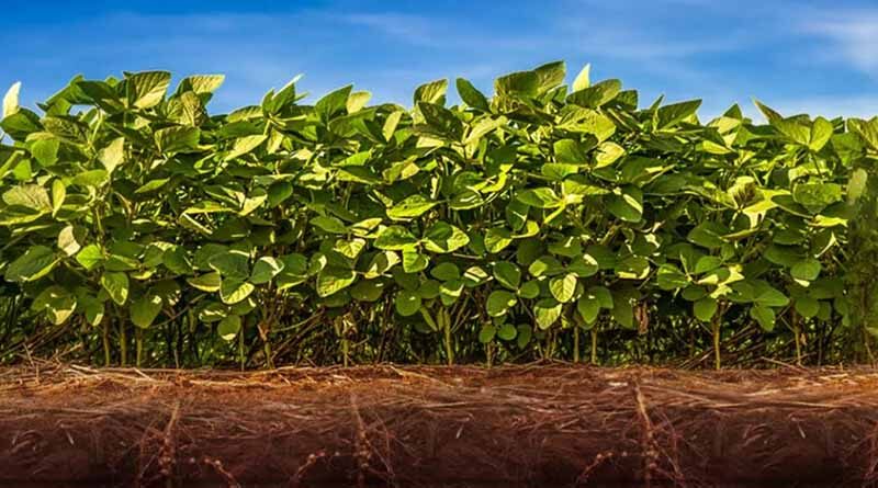 BASF announces partnership with NaanDanJain