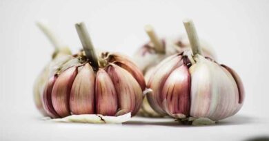 Farmers of Mandsaur forced to burn garlic fields, large garlic bulbs being imported from China