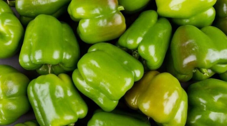 High Yielding Capsicum Variety KTC-1