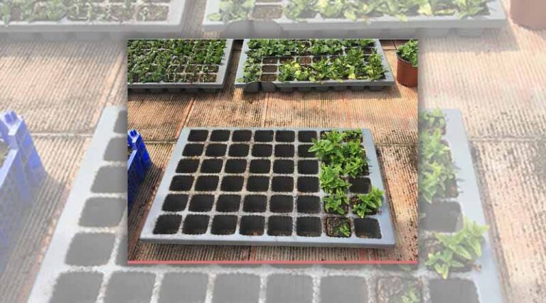New guide on organic seedling production for medicinal and aromatic plants for Kosovo