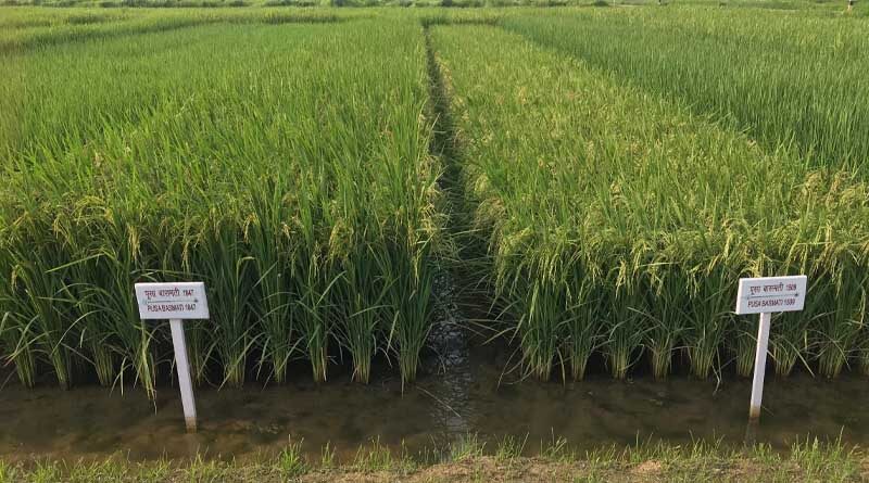 Three new Pusa Basmati varieties by IARI to help India re-establish basmati exports to EU