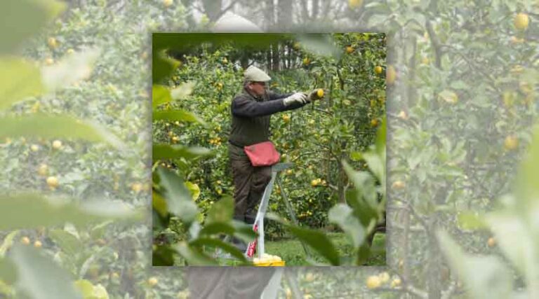 Citrus venture boosts zest for life