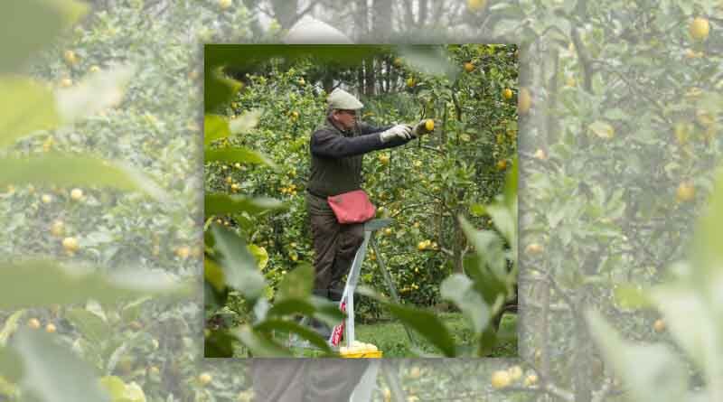 Citrus venture boosts zest for life