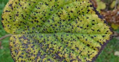 Update: New Pest & Disease Records (11 October 2022)