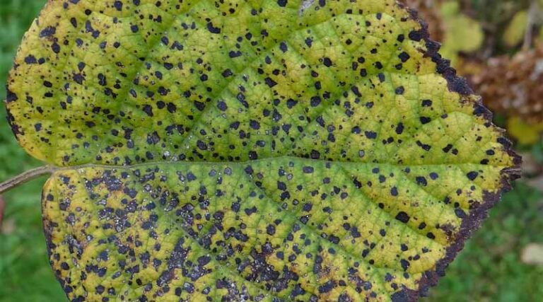 Update: New Pest & Disease Records (11 October 2022)