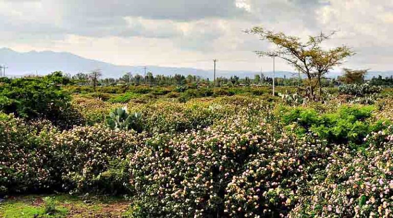 Research reveals invasive Lantana camara reduced growth of maize by 29% in East Usambara, Tanzania