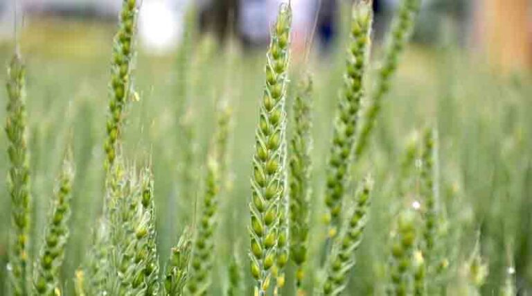 Haryana state vigilance bureau has caught an executive engineer of haryana state agricultural marketing board red-handed