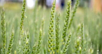Varieties suitable for Late Sown Wheat with Irrigated Conditions in Punjab