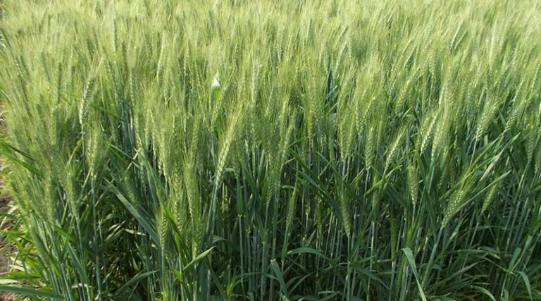 Haryana deputy chief minister, Mr. Dushyant chautala said that for the first time in the history of haryana, 98 percent farmers have received