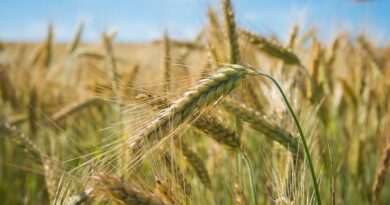 Advisory for farmers sowing wheat between the 10th to 25th of November