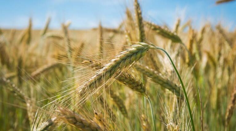 Advisory for farmers sowing wheat between the 10th to 25th of November