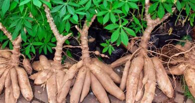 One-fifth of media stories on GMOs published in Africa contain misinformation, study finds