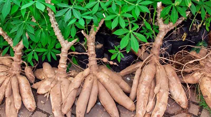 One-fifth of media stories on GMOs published in Africa contain misinformation, study finds
