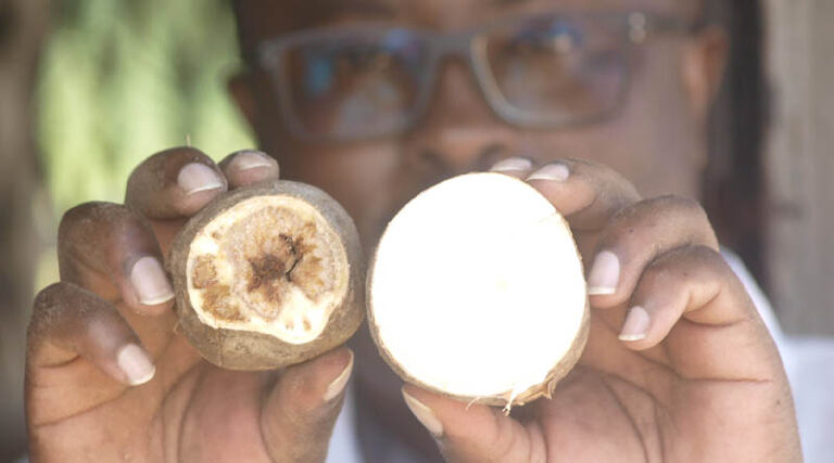 Misinformation on GMOs in Kenya