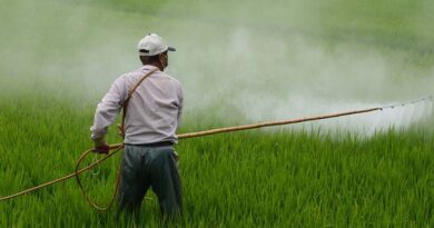 Delhi High Court stays Central Government’s order on Glyphosate