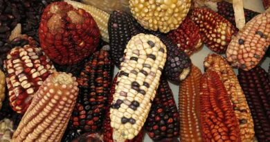 Analyzing 25 years of maize supply and demand in the Global South