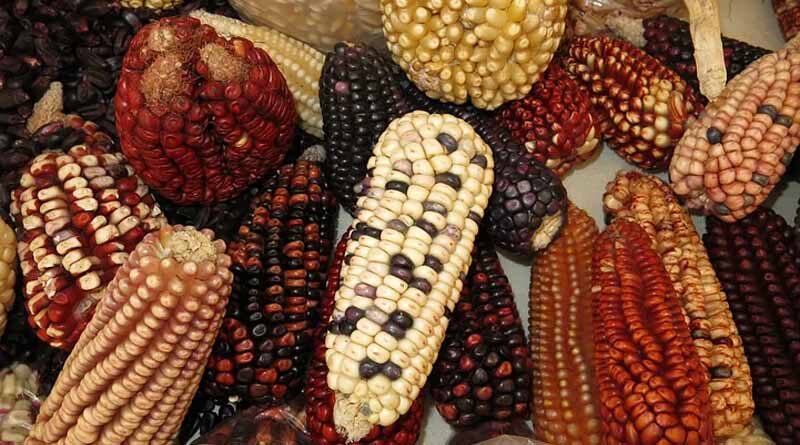 Analyzing 25 years of maize supply and demand in the Global South