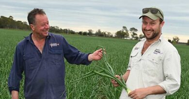 Great crops the reward for South Australian onion growers