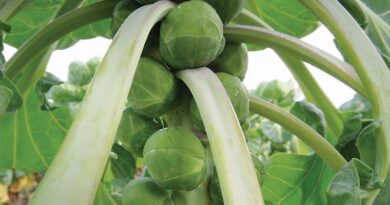 Sprout breeding on the button