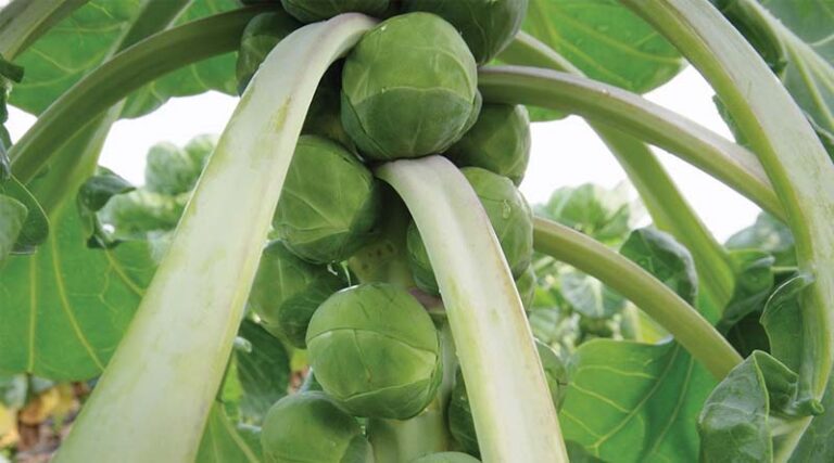 Sprout breeding on the button