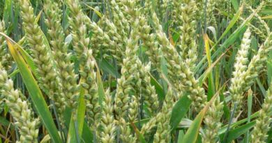 The Union Agriculture and Farmers Welfare Minister Shri Narendra Singh Tomar informs that Rabi area coverage has increased by 24.13 lakh ha over last year