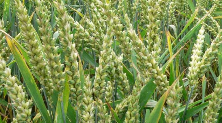 The Union Agriculture and Farmers Welfare Minister Shri Narendra Singh Tomar informs that Rabi area coverage has increased by 24.13 lakh ha over last year