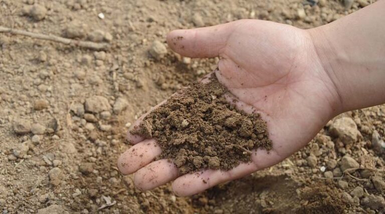 Cabinet approves Nutrient Based Subsidy of 51 thousand crores for Phosphatic and Potassic fertilizers for Rabi season 2022-23
