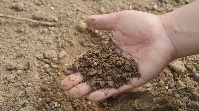 Cabinet approves Nutrient Based Subsidy of 51 thousand crores for Phosphatic and Potassic fertilizers for Rabi season 2022-23