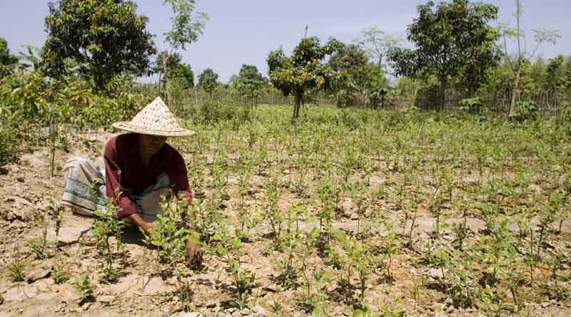 COP27: FAO highlighted the importance of transforming agrifood systems as part of the solution to the climate crisis