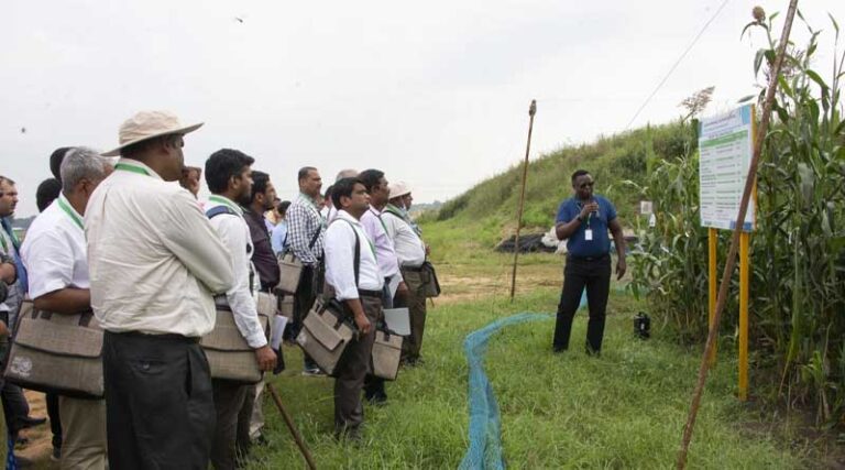 ICRISAT offers 7000 plus unique materials for sorghum breeders to choose from